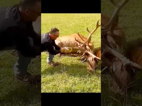 🦌Antlers Stuck Together!Intense Deer Rescue DeerRescue#LockedAntlers#Wildlife Rescue#SaveWildlife