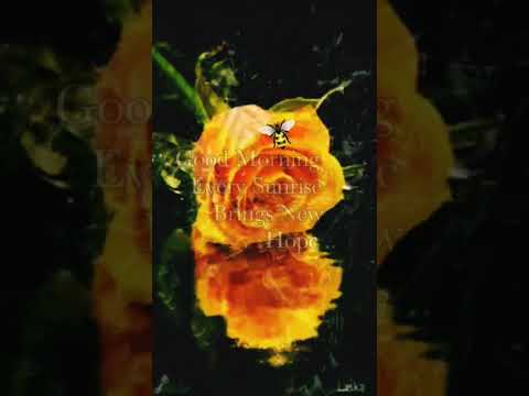 Happy Morning Wishes 😊🥰