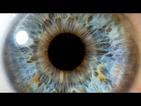 Fiziologia Vederii | PDF