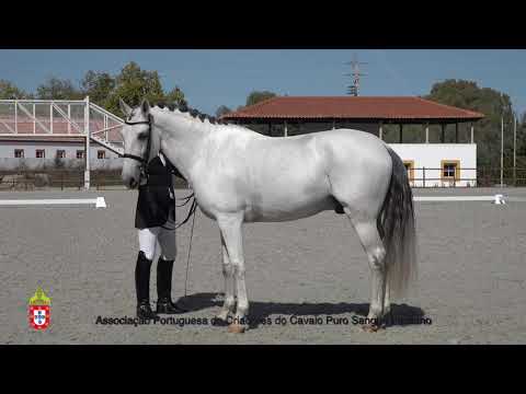 201017 11 Janota do MT - Aprovação de Garanhões