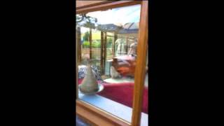 Beeboo feat. the Bee Gees.