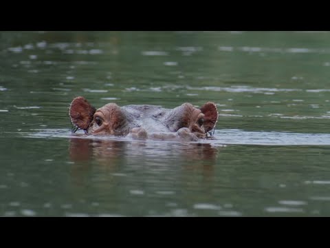 The 'Beauty' Regime of Hippos | Spy In The Wild | BBC Earth Kids