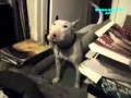 Funny Cats And Dogs Americas Funniest Home Videos AFV Clips