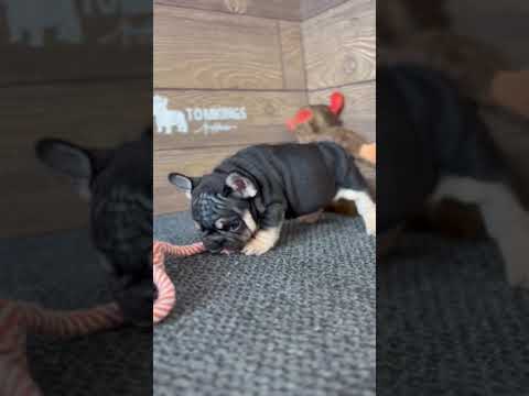 Video 2