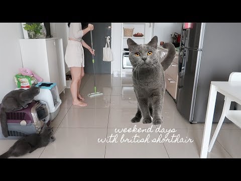 Weekend Days with British Shorthair Cats ⎮ Vlog 33