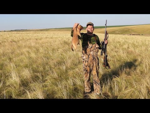 Охота на байбака в Ростовских степях. Год 2019