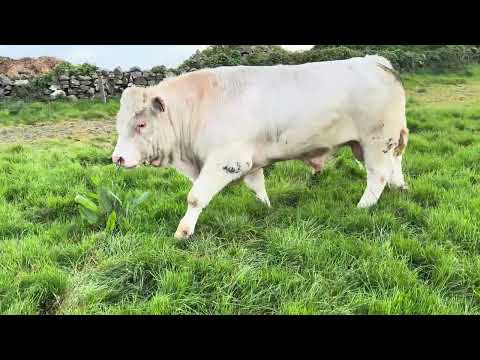 Charolais bull - Image 2