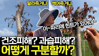 장마 후 나무가 보내는 죽음의 신호 2가지 분별하는 법!(수목관리)