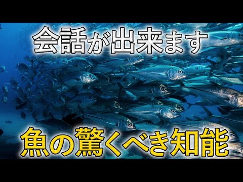 驚くべき魚の脳