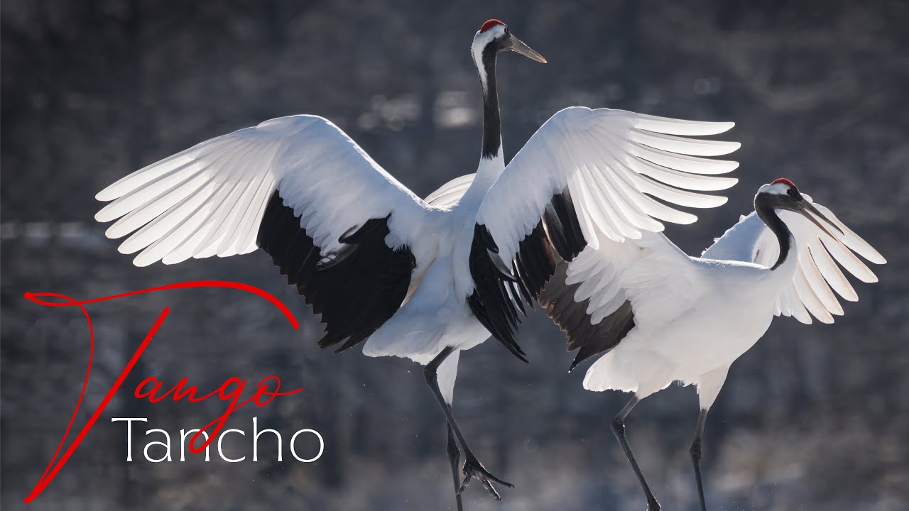 Japan Photo Tours with WorldPhotoTravels