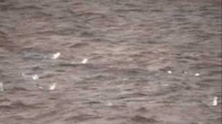 Tones on Tail - Twist