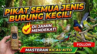 Download lagu PIKAT BURUNG KECIL DIJAMIN MENDEKAT !! Suara pemanggil semua jenis burcil Mp3 mp3 Download lagu PIKAT BURUNG KECIL DIJAMIN MENDEKAT !! Suara pemanggil semua jenis burcil Mp3 mp3