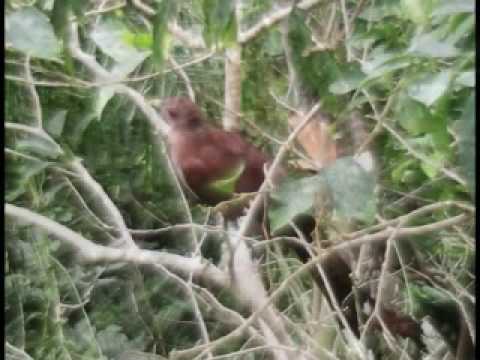 Aracuã video