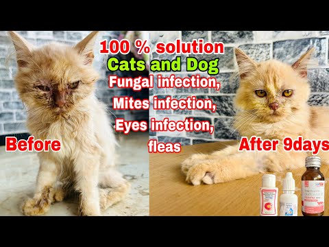Syrup savavet felintra oral solution