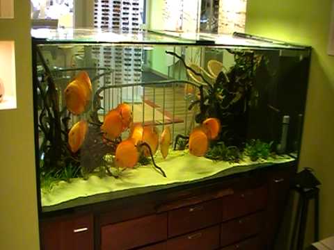 710 liter aquarium with fire red discus