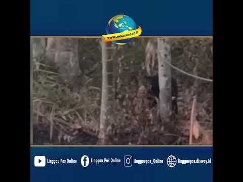 Warga Lubuk Linggau Rekam Beruang di Kebun Dekat Rel KA