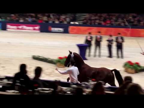 Hengstenstation van Uytert. Kampioen 2017 van de Tuigpaarden Jesse James