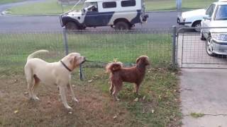 Dog doesn't want his friend to leave