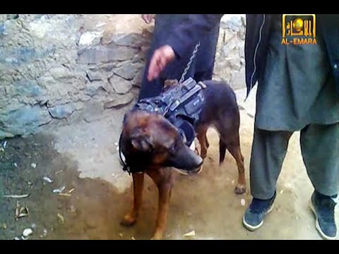 Difunden talibanes video de perro capturado a Ejército de EU