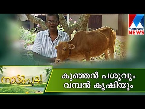 Pure desi cow a2 ghee