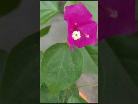 Jisoo (Flower)😊❤️🫰#trending #shorts#viral#blackpink