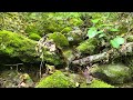 5 relaxing minutes of a babbling brook and birds chirping in the Wild River Wilderness, NH