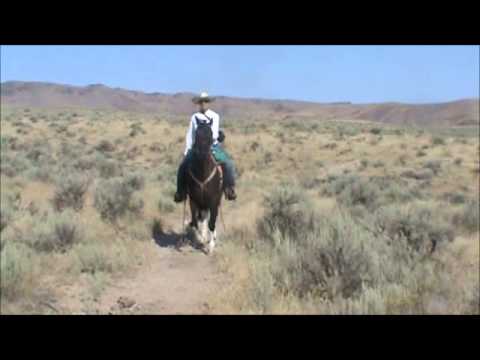 A Traveling Man, 10 yr old Gelding.  Kentucky Natural Gaited Horse. For Sale