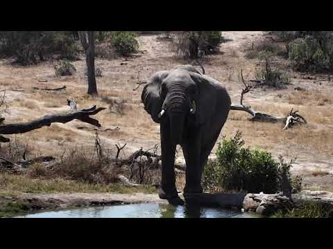 Djuma: Lone Elephant bull comes for drink - 12:13 - 09/14/18