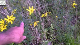 preview picture of video 'Whorled Leaf Coreopsis'
