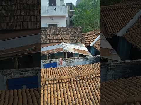 Sukhna cat power#Shukla#cat#like#viralvideo