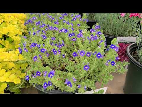 長葉スピードウェル 植物