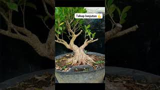 Download lagu BONSAI KIMENG PROSES TAHAPAN #bonsai #kimeng #shorts mp3 Download lagu BONSAI KIMENG PROSES TAHAPAN #bonsai #kimeng #shorts mp3