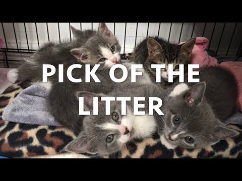 Cat Adoption - Adopting 2 Cats From A Shelter - My New Cats