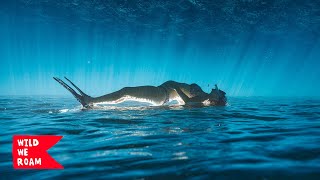 Falling Back In Love With The Ocean