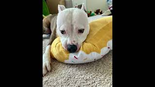 Video preview image #1 American Pit Bull Terrier Puppy For Sale in Rockville, MD, USA