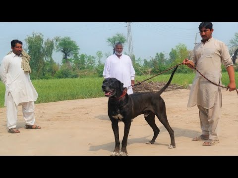 All Bully Kutta Matchs Held In Mandi Bahaudin Credit Goes To Ch Omer Hayat Chaddar 2023 By @fm tv