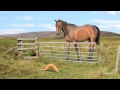 Horse Carrot Animated Short