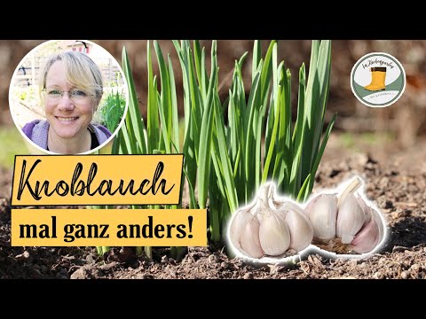 , title : '🧄 kleine Zehen nicht wegwerfen! | Grüner Frühlingsknoblauch als Herbstpflanzung im Hausgarten'