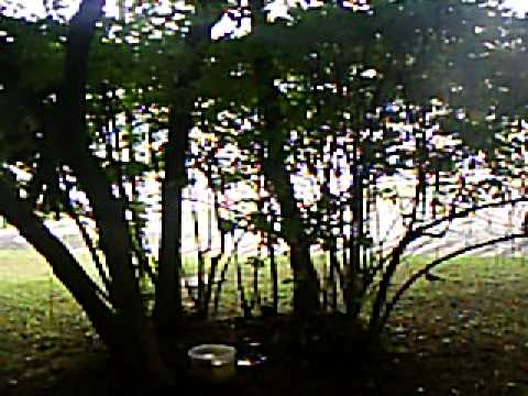 S2010087.AVI - JOÃO DE BARRO, NA SANTINHA FRENTE AO BAR MARÉ ALTA - VERÃO 2010