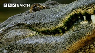 How Alligators Find Love: The Male Courtship Ritual Revealed | BBC Earth