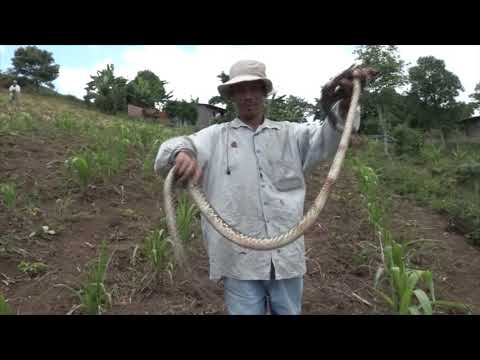 Daredevil! He hunts the deadly "yellowbeard" snakes and eats them.