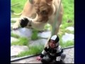 Lioness tries to get to zebra baby 