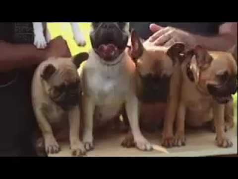 Meu amigo PET - Buldog Francês  - Gente de Opinião
