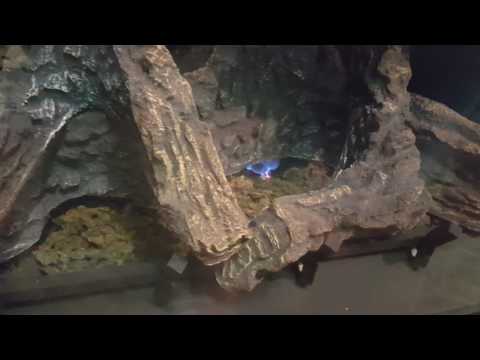 How to light a pilot on a sealed gas direct vent fireplace  with a piezo igniter. Astria Gemini