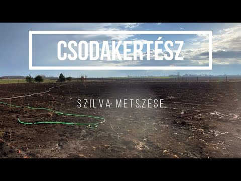 Csodakertész - Egy éves szilva metszése