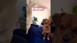 If my dog had a phone ☎️ !!?!#dogdad #cutedog #puppy #funny #cutepuppy #cute #dog #shorts #relatable 