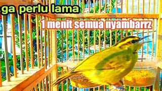 Download lagu burung tralis (Pare-Pare/cikrak daun) gacor sekali dengar burung bakalan pun auto bunyi. mp3 Download lagu burung tralis (Pare-Pare/cikrak daun) gacor sekali dengar burung bakalan pun auto bunyi. mp3