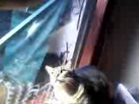 Gato Theremin / Theremin Cat