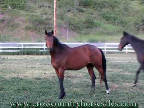 Corrada 2006 Canadian Warmblood Filly By Cheops Z (Crack/Locato)