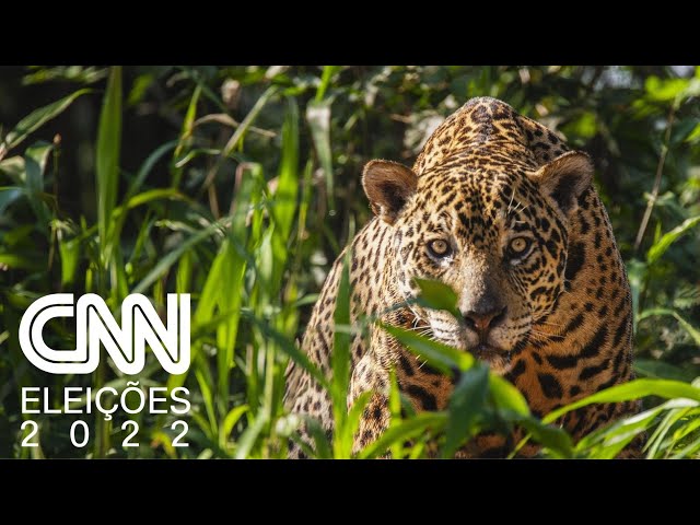 Populações de animais selvagens têm declínio médio de quase 70% desde 1970, diz WWF | CNN 360º